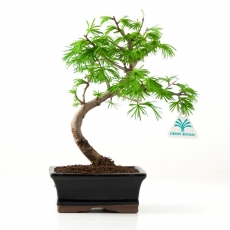 Pseudolarix - Larice - 25 cm