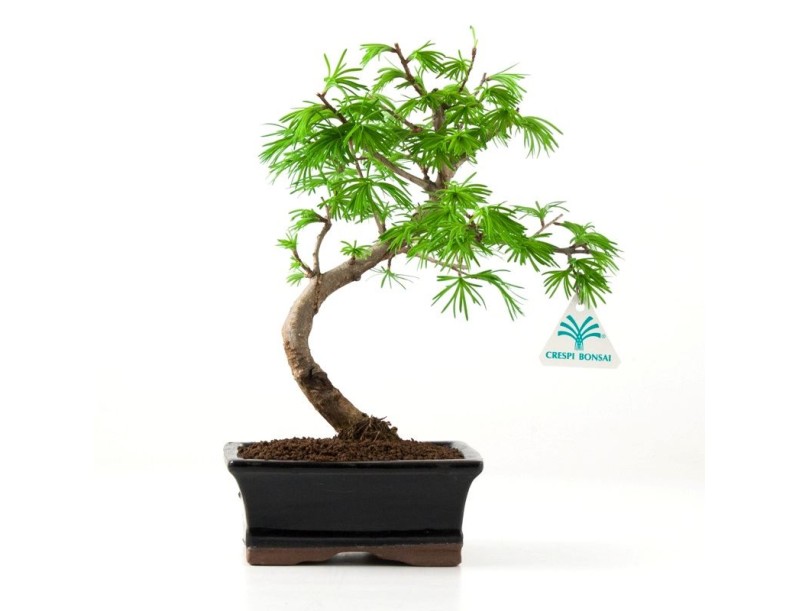 Pseudolarix - Lärche - 25 cm