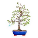 Carpinus Betulus - Carpe - 49 cm