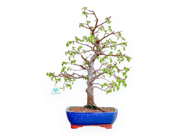 Carpinus Betulus - Carpe - 49 cm