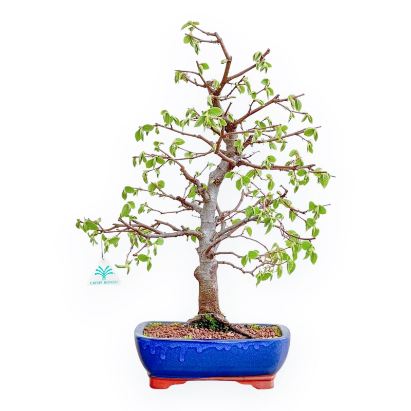 Carpinus Betulus - Haagbeuk - 49 cm
