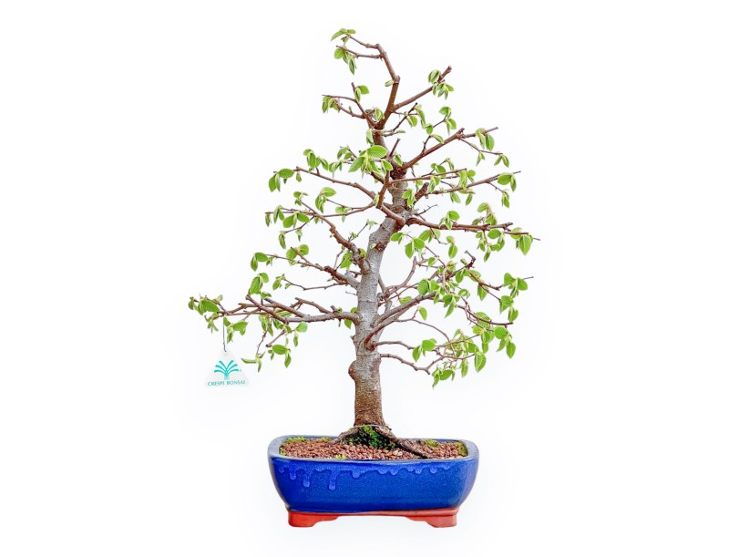 Carpinus Betulus - Hainbuche - 49 cm