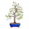 Carpinus Betulus - Hornbeam - 49 cm