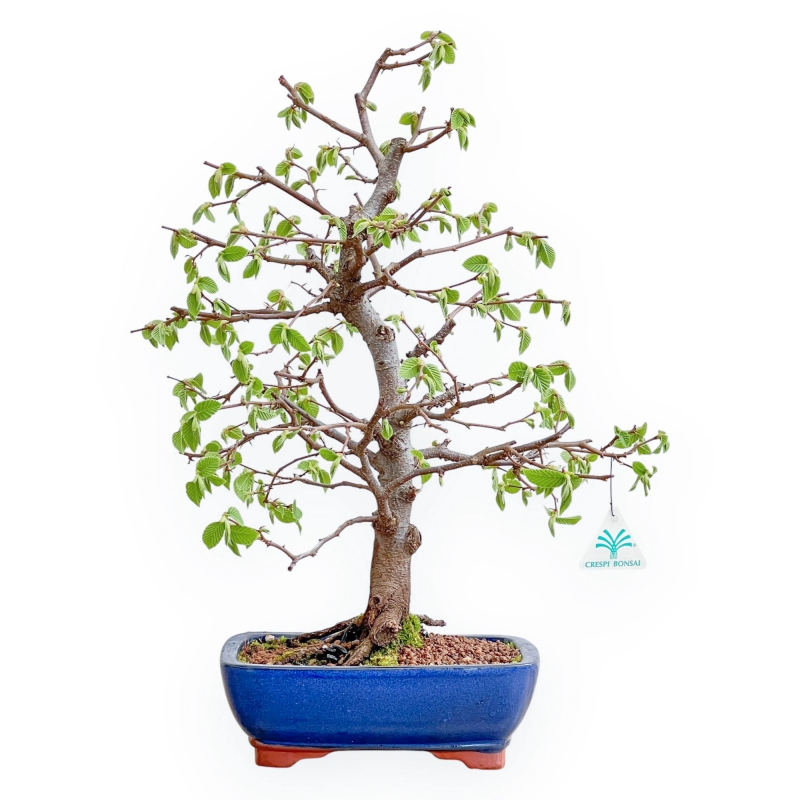 Carpinus Betulus - Haagbeuk - 49 cm