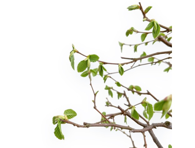 Carpinus Betulus - Hornbeam - 49 cm 2