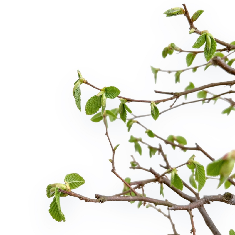 Carpinus Betulus - Carpino - 49 cm