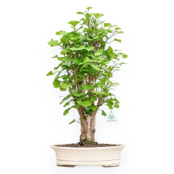 Ginkgo Biloba - 63 cm