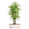 Ginkgo Biloba - 63 cm