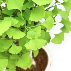 Ginkgo Biloba - 63 cm