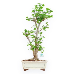 Ginkgo Biloba - 66 cm