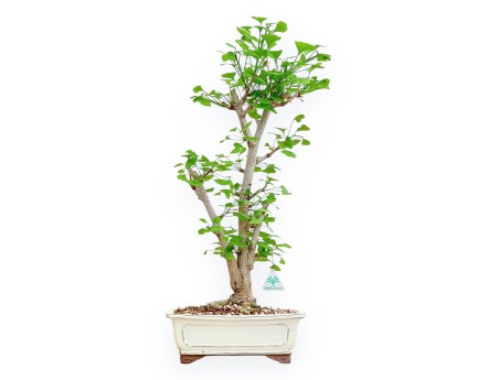 Ginkgo Biloba - 66 cm