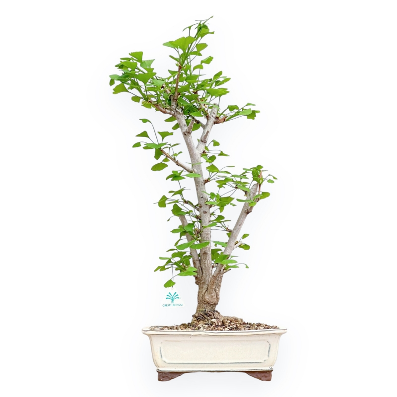 Ginkgo Biloba - 66 cm