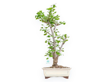 Ginkgo Biloba - 66 cm