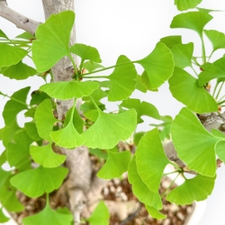 Ginkgo Biloba - 66 cm