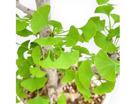 Ginkgo Biloba - 66 cm