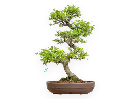 Euonymus Alatus - Evonimo - 61 cm