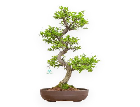 Euonymus Alatus - Spindle - 61 cm