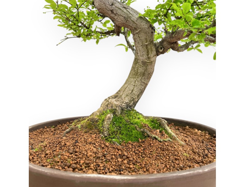 Euonymus Alatus - Spindle - 61 cm