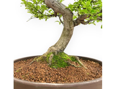 Euonymus Alatus - Fusain - 61 cm