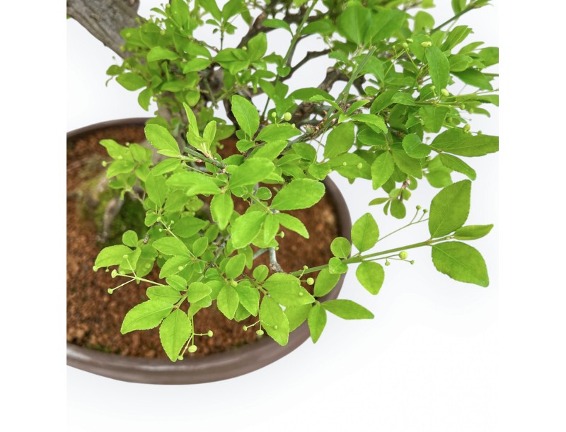 Euonymus Alatus - Evonimo - 61 cm