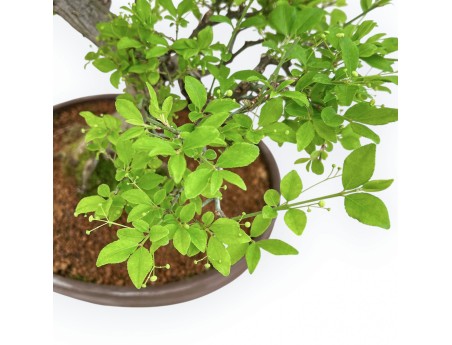 Euonymus Alatus - Fusain - 61 cm