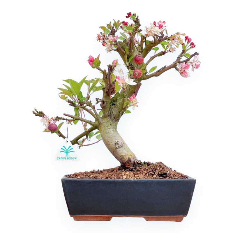 Malus Domestica - Apple Tree - 39 cm