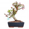 Malus Domestica - Apple Tree - 39 cm