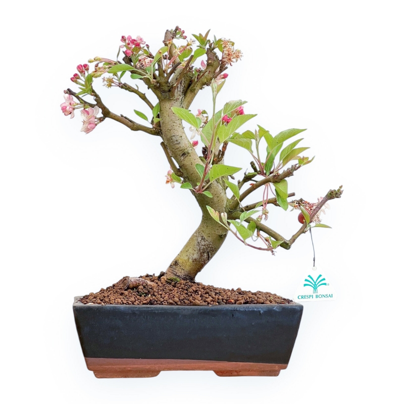 Malus Domestica - Apple Tree - 39 cm