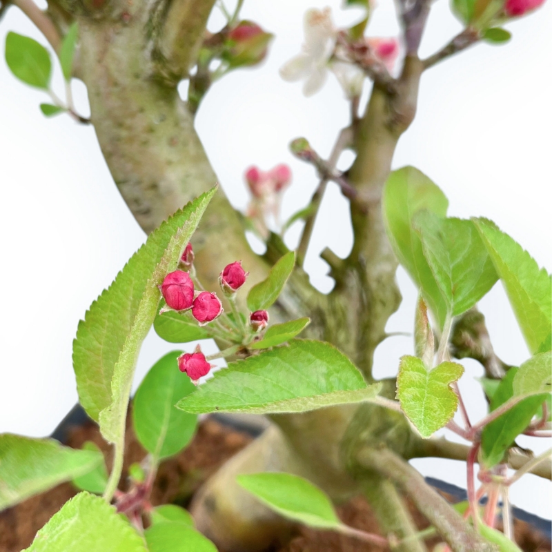 Malus Domestica - Apple Tree - 39 cm