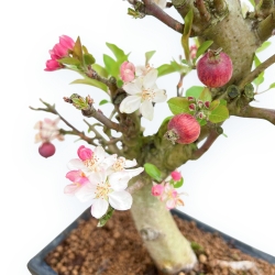 Malus Domestica - Pommier - 39 cm