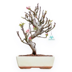 Malus Domestica - Apple Tree - 44 cm