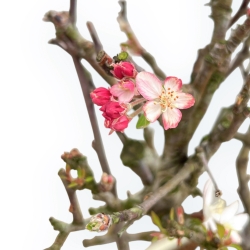 Malus Domestica - Apple Tree - 44 cm