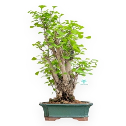 Ginkgo Biloba - 56 cm