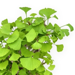 Ginkgo Biloba - 56 cm