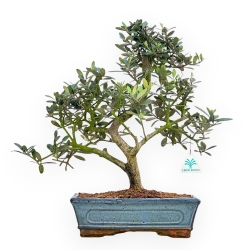 Olea Europaea - Olivier Européen - de 35 à 45 cm