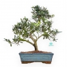 Olea Europaea - Olivo - da 35 a 45 cm