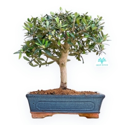 Olea Europaea - Olivier Européen - de 35 à 45 cm