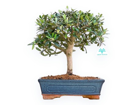 Olea Europaea - Olivo - da 35 a 45 cm