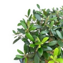Olea Europaea - European Olive - from 35 to 45 cm