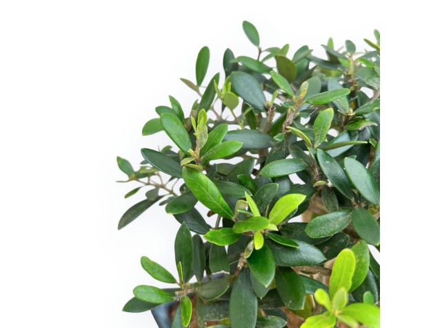 Olea Europaea - European Olive - de 35 a 45 cm 2