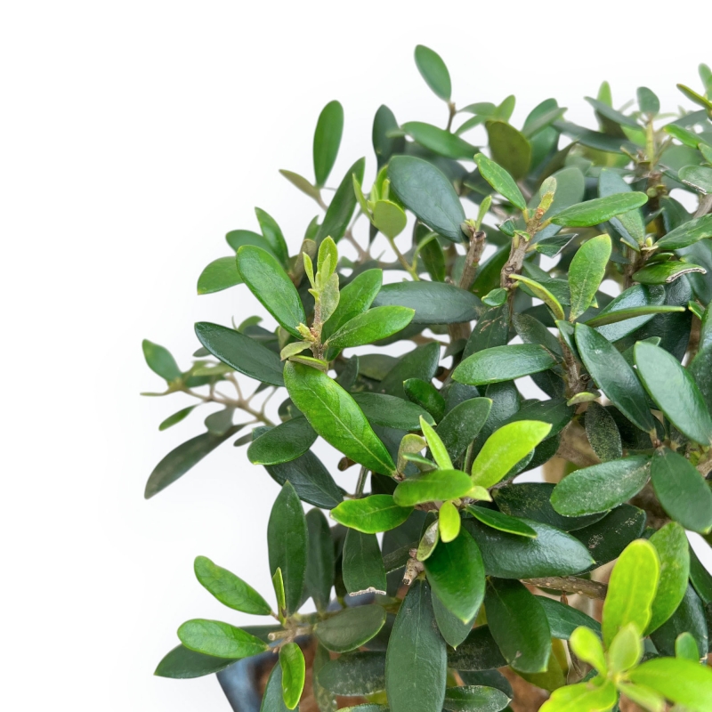 Olea Europaea - European Olive - from 35 to 45 cm