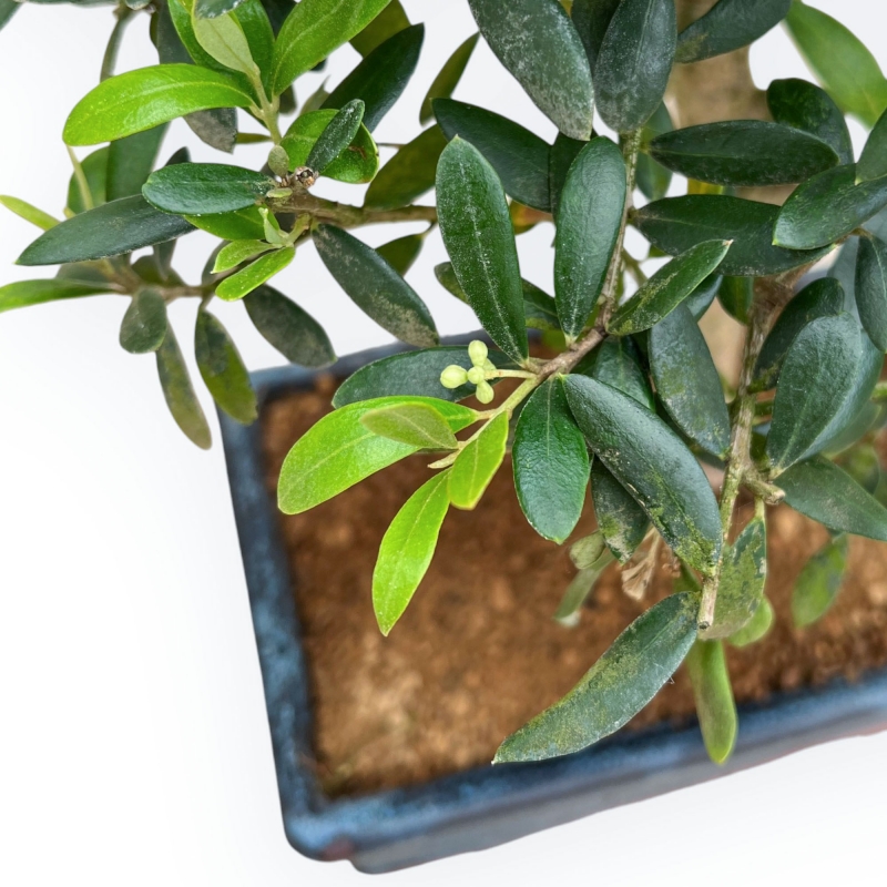Olea Europaea - European Olive - from 35 to 45 cm