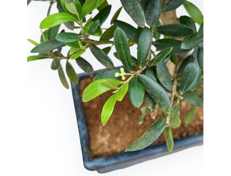 Olea Europaea - Olivo - da 35 a 45 cm