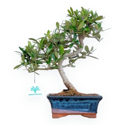 Olea Europaea - Olivo - da 30 a 32 cm