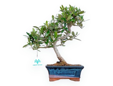 Olea Europaea - European Olive - von 30 bis 32 cm