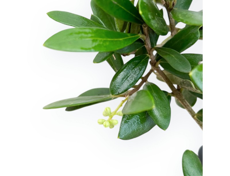 Olea Europaea - European Olive - von 30 bis 32 cm