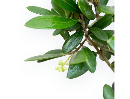 Olea Europaea - European Olive - von 30 bis 32 cm