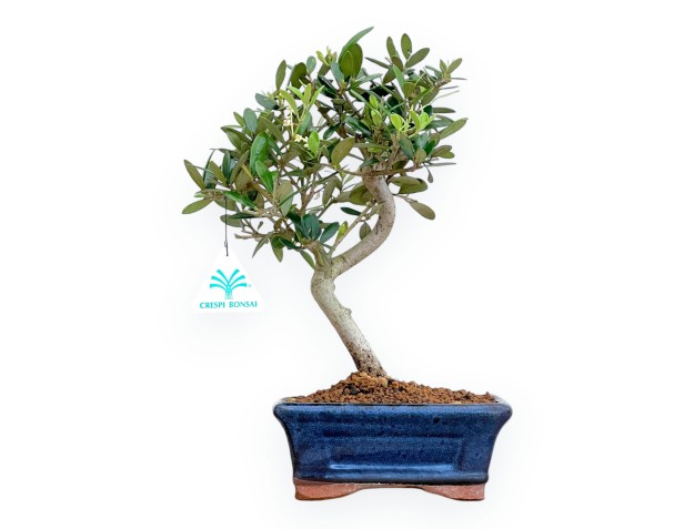 Olea Europaea - European Olive - von 30 bis 32 cm 2