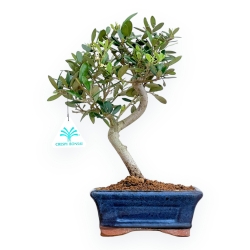 Olea Europaea - Olivo - da 30 a 32 cm