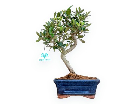 Olea Europaea - European Olive - von 30 bis 32 cm
